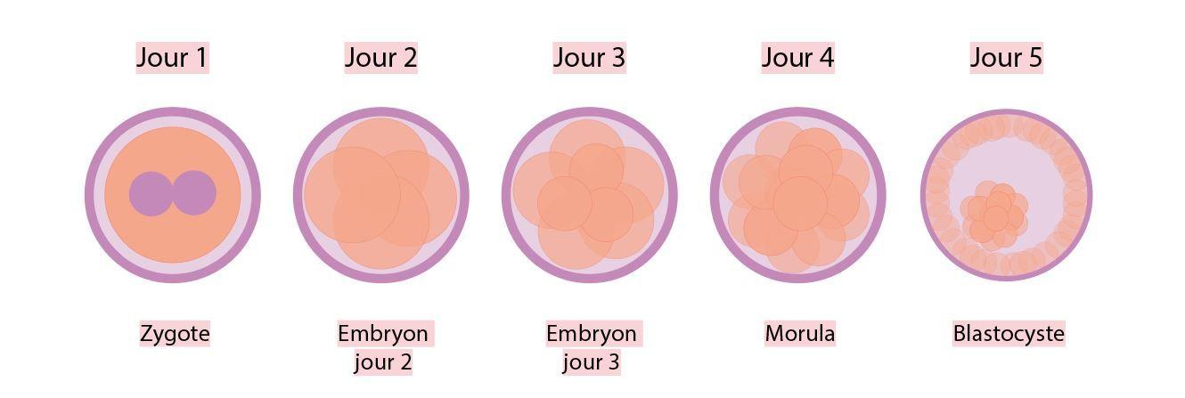 FIV-ovocytes-PMA-embryon-invitro