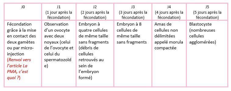 FIV-ovocytes-PMA-embryon-invitro