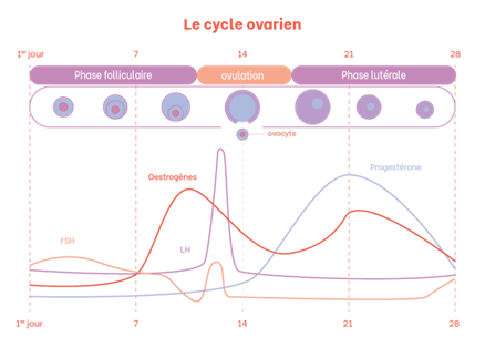 Fertilite-age-cycle-infertilite-hormone