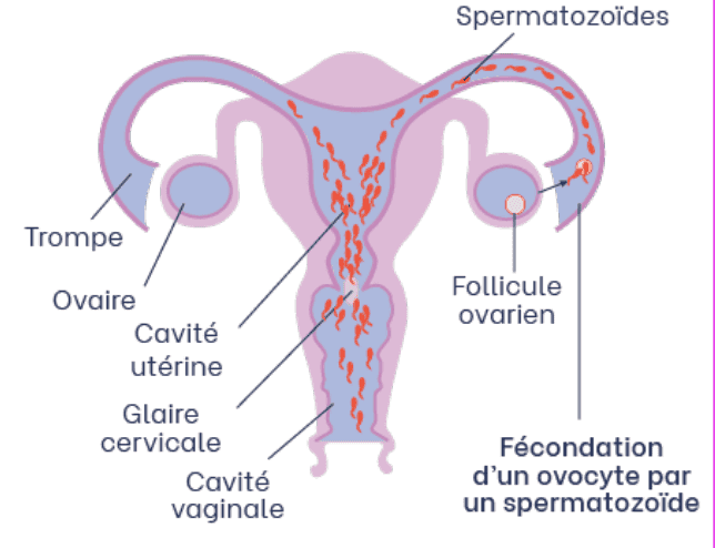 fertilite-infertilite-bilan-femme